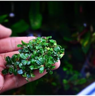 Alternative view of Bucephalandra Mini Coin Saksı Canlı Bitki