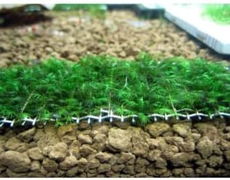 Fissidens Sp Fox Tele Sarılı 5x5 Yeni Sarım Canlı Bitki