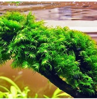 Alternative view of Fissidens Sp Fox Tele Sarılı 5x5 Yeni Sarım Canlı Bitki