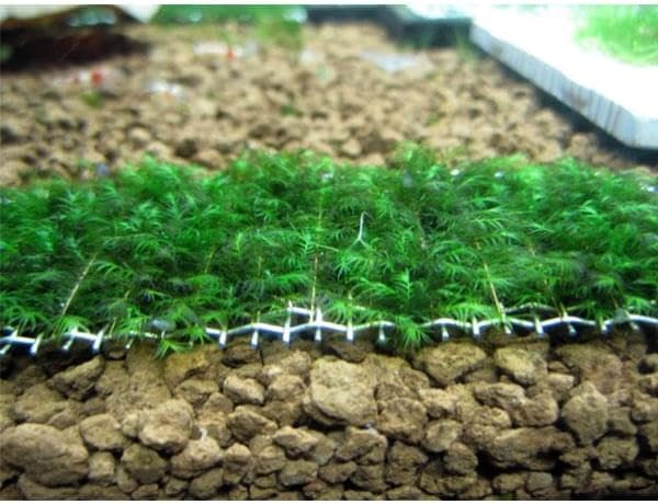 Fissidens Fountanus Tele Sarılı 5x5Cm Yeni Sarım Canlı Bitki