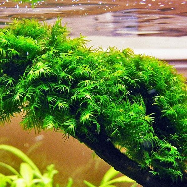 Alternative view of Fissidens Fountanus Tele Sarılı 5x5Cm Yeni Sarım Canlı Bitki