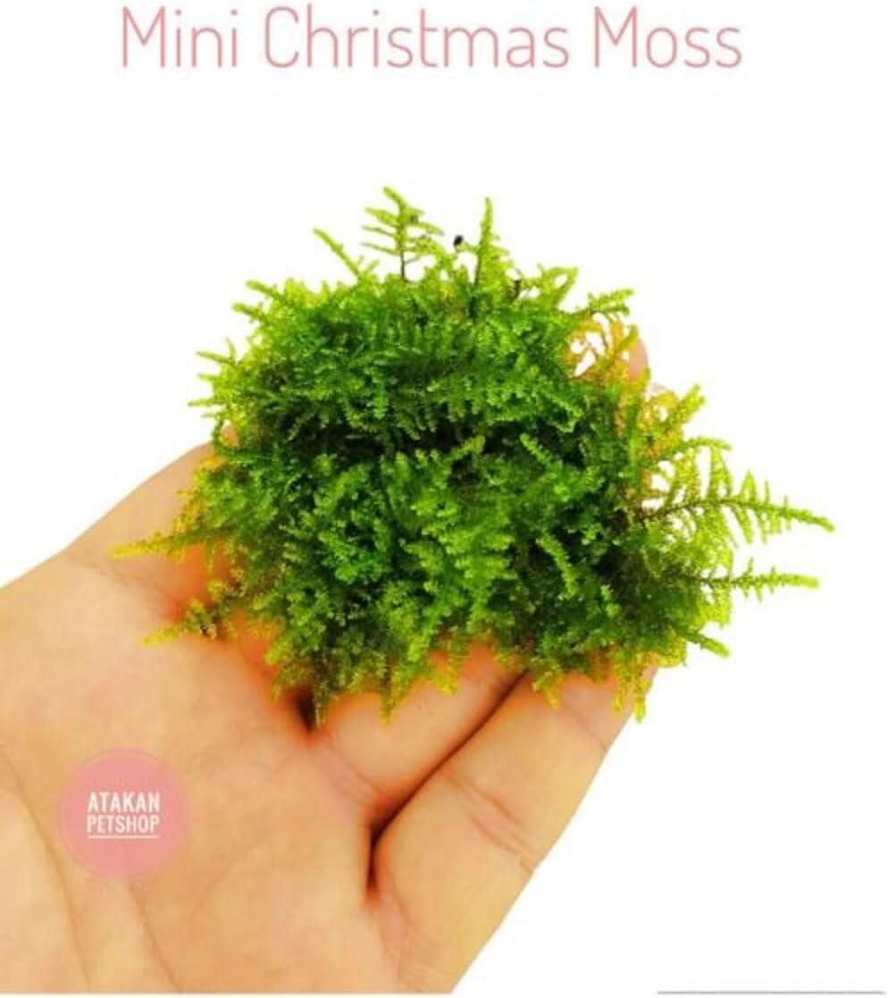 Alternative view of Mini Christmas Cup Canlı Bitki