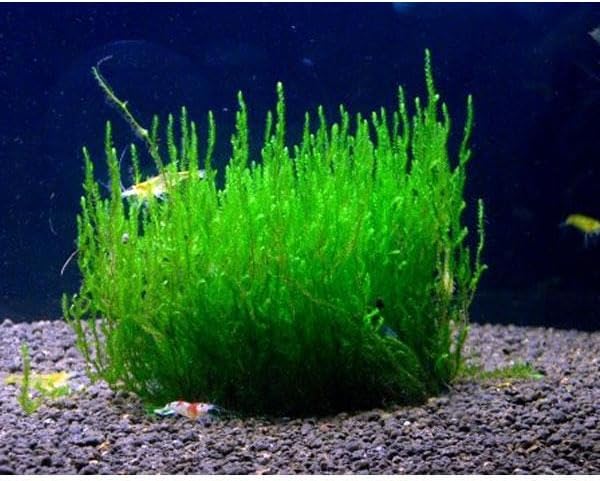 Peacock Tele Sarılı 5x5Cm Yeni Sarım Canlı Bitki