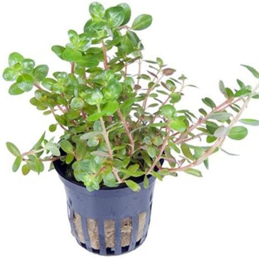 Rotala Rotundifolia Saksı Canlı Bitki
