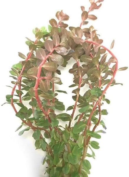 Rotala Rotundifolia Reddish Vietnam Saksı Canlı Bitki
