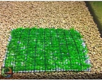 Weeping Tele Sarılı 5x5Cm Yeni Sarım Canlı Bitki