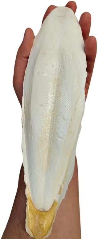 XL Kalamar Kemiği(İri Boy 15-20 cm aralığında)