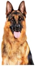 Alternative view of Canin Maxi Yetişkin Büyük Köpek Islak Maması, 410 g