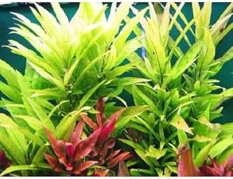 Nomaphila Siamensis Saksı Canlı Bitki TR-B098