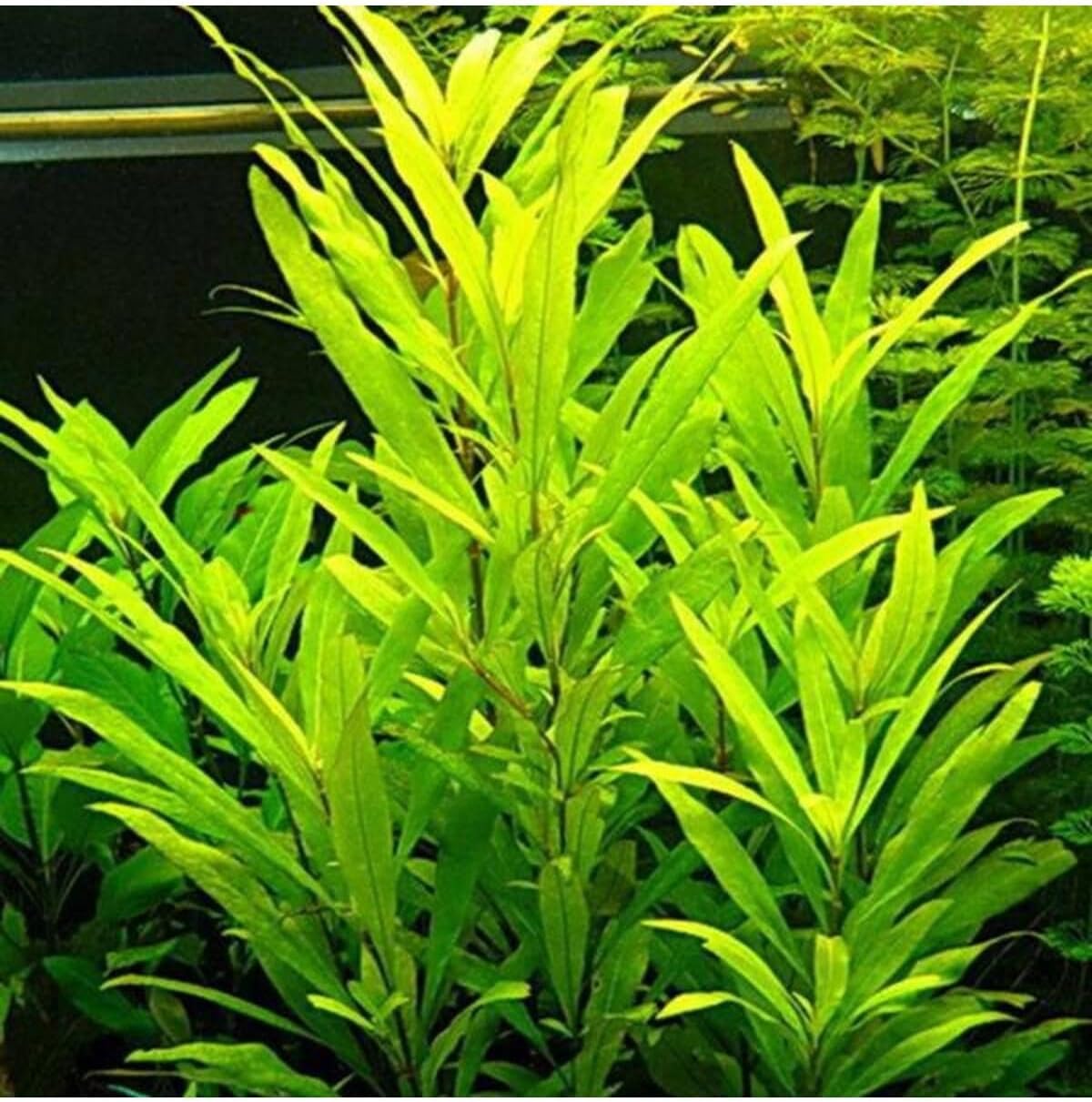 Alternative view of Nomaphila Siamensis Saksı Canlı Bitki TR-B098