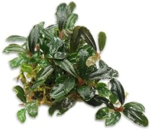 Bucephalandra Brownie Blue Saksı Canlı Bitki