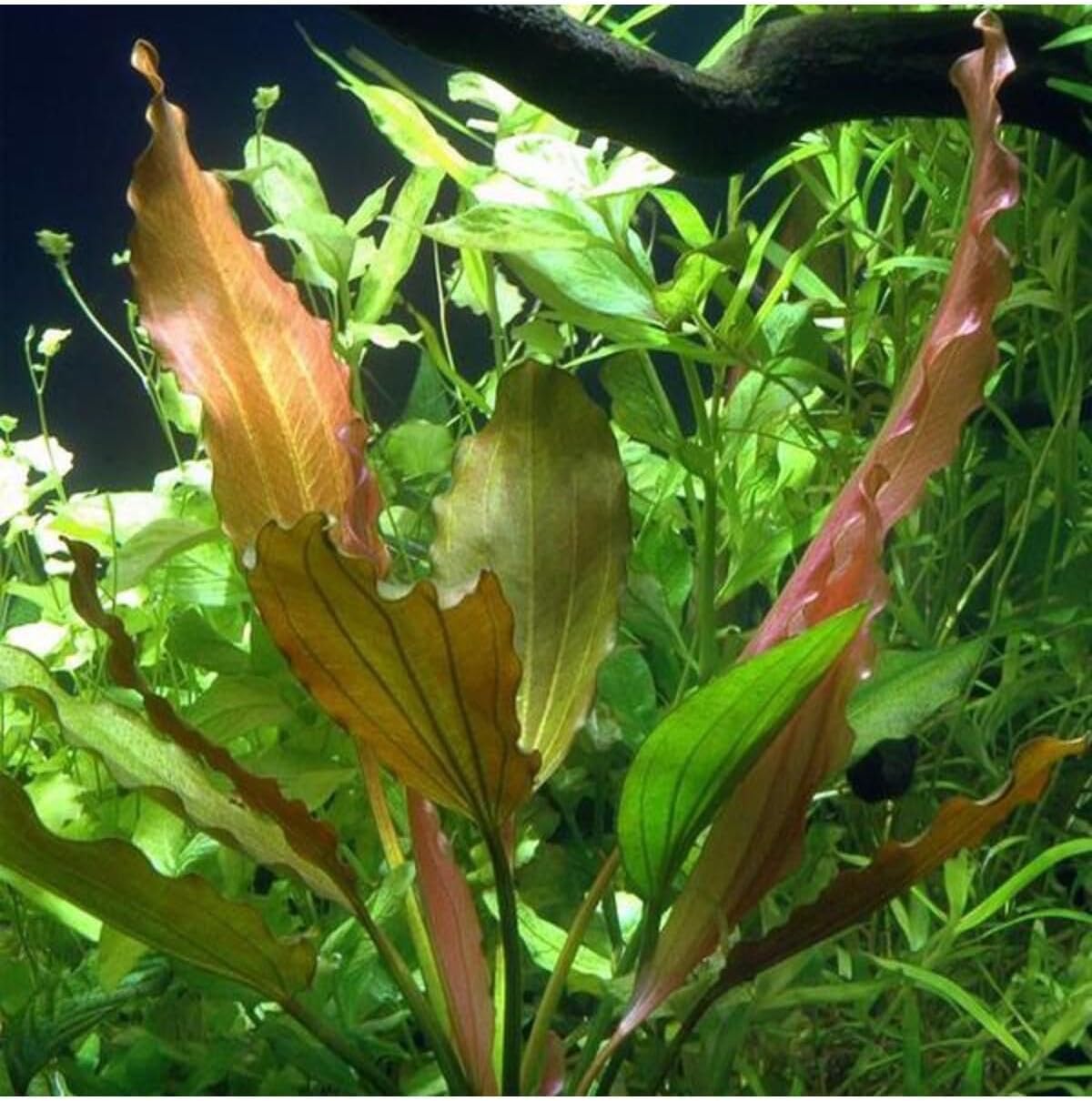 Alternative view of Echinodorus Rose In Canlı Bitki