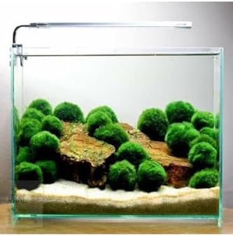 Bitki Marimo Ball 2-3cm Yosun Topu Canlı Bitki Kopy1-951512