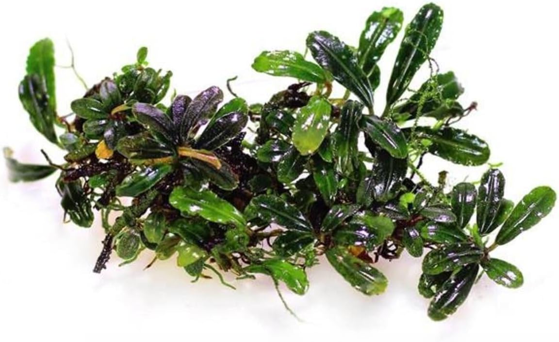 Bucephalandra Vampire Saksı Canlı Bitki