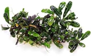 Alternative view of Bucephalandra Vampire Saksı Canlı Bitki