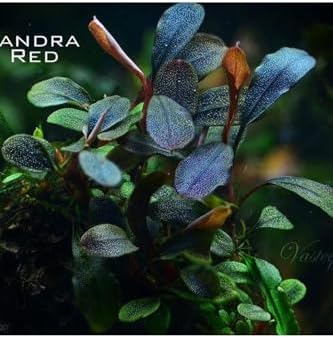 Bucephalandra Brownie Red Saksı Canlı Bitki
