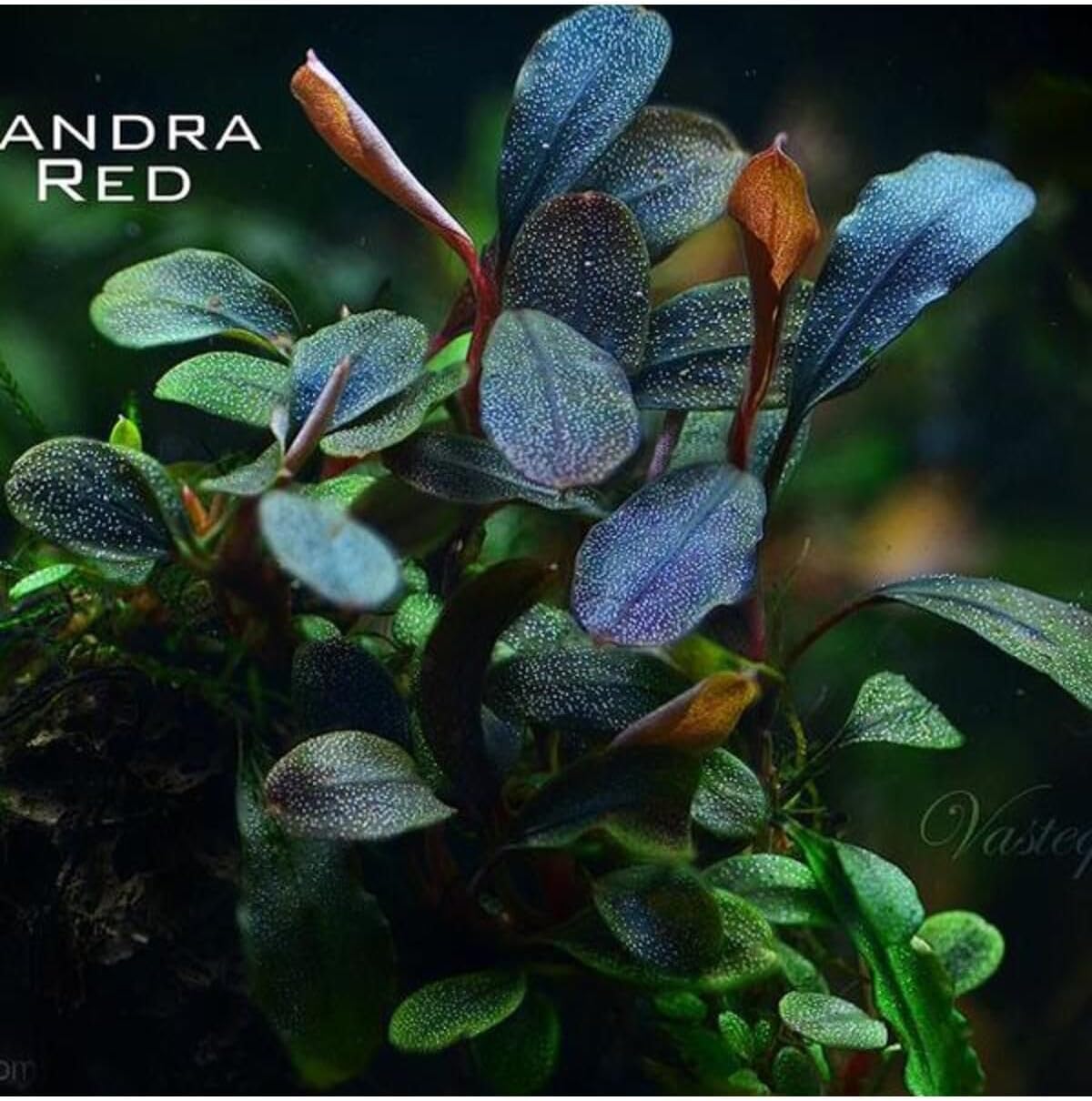 Alternative view of Bucephalandra Brownie Red Saksı Canlı Bitki