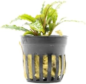 Bucephalandra Velvet Saksı Canlı Bitki
