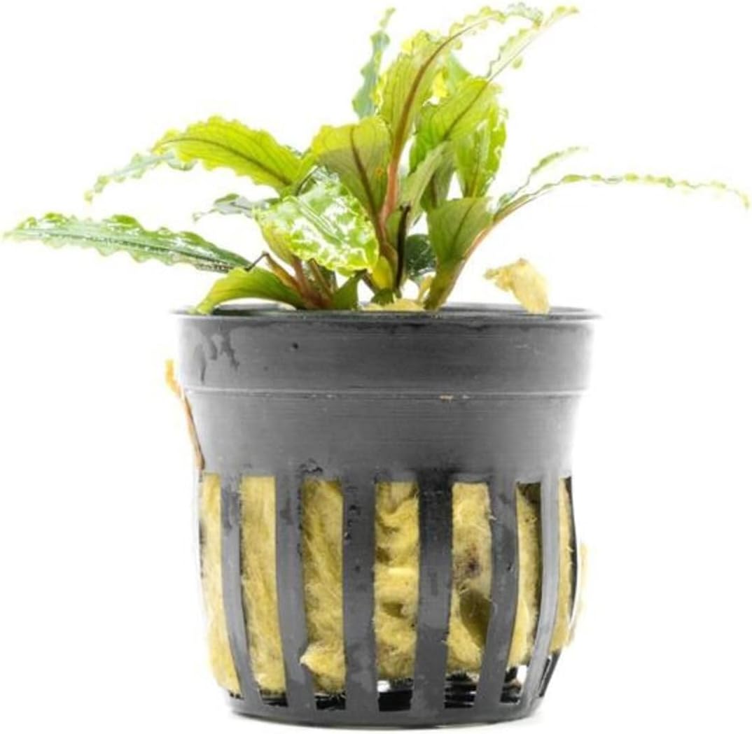 Alternative view of Bucephalandra Velvet Saksı Canlı Bitki
