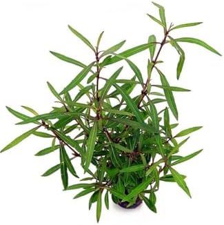Hygrophila Lancea Araguaia Saksı Canlı Bitki