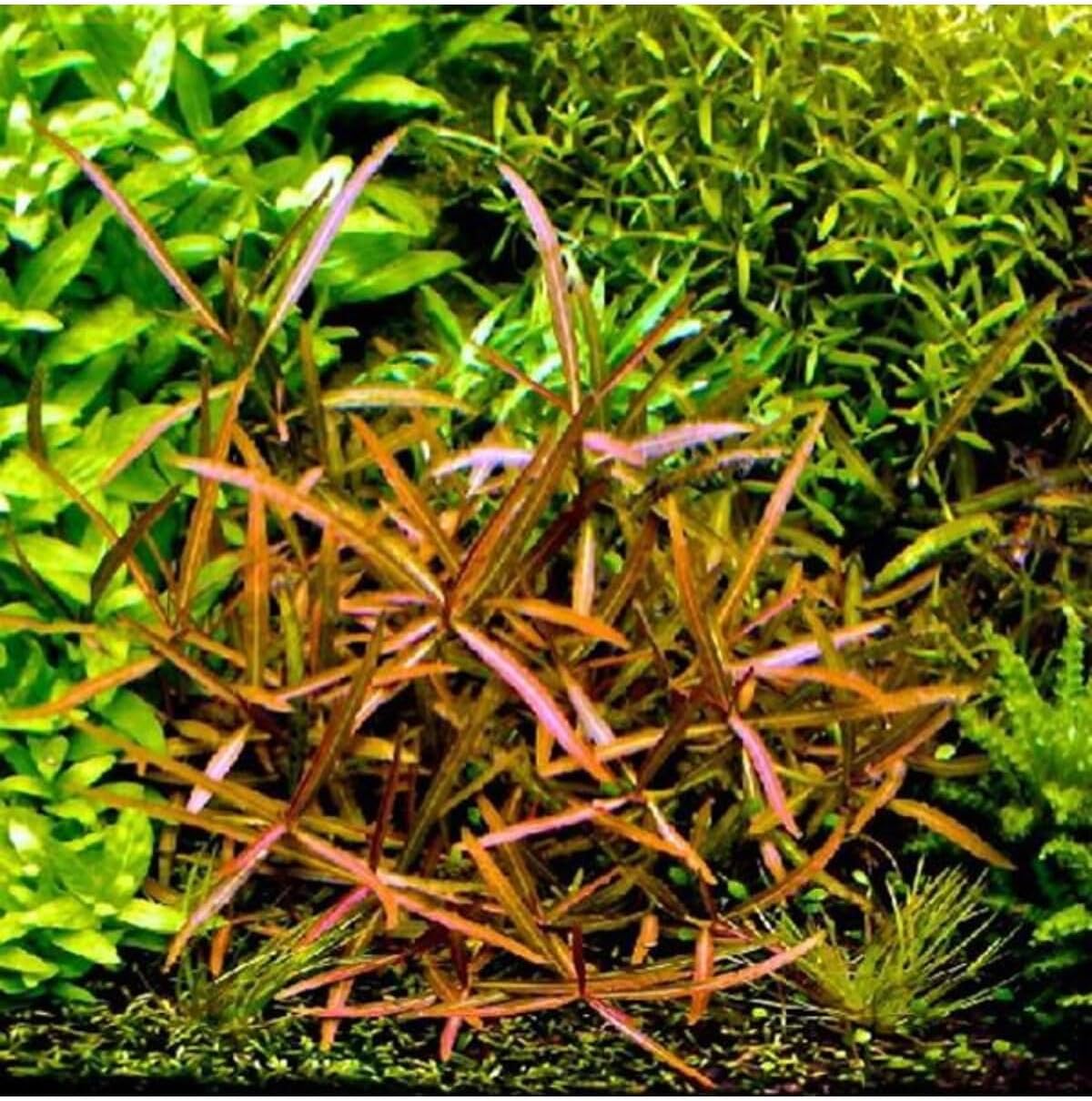 Alternative view of Hygrophila Lancea Araguaia Saksı Canlı Bitki