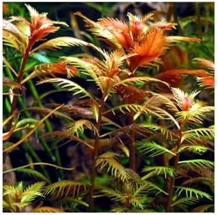 Proserpinaca Palustris Saksı Canlı Bitki TR-P300