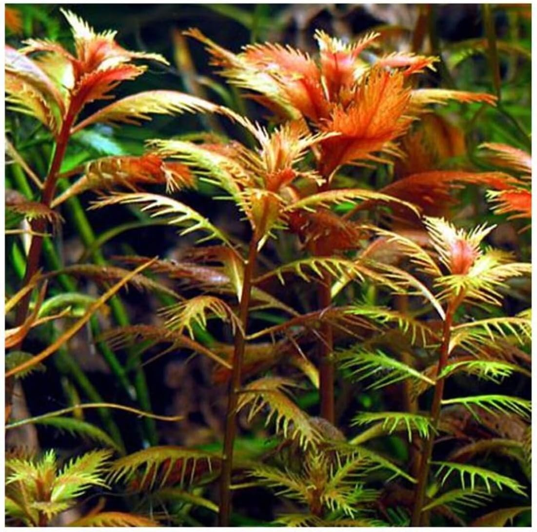 Alternative view of Proserpinaca Palustris Saksı Canlı Bitki TR-P300