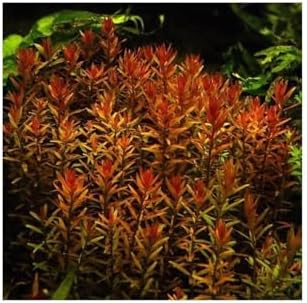 Rotala Indica Saksı Canlı Bitki TR-B105