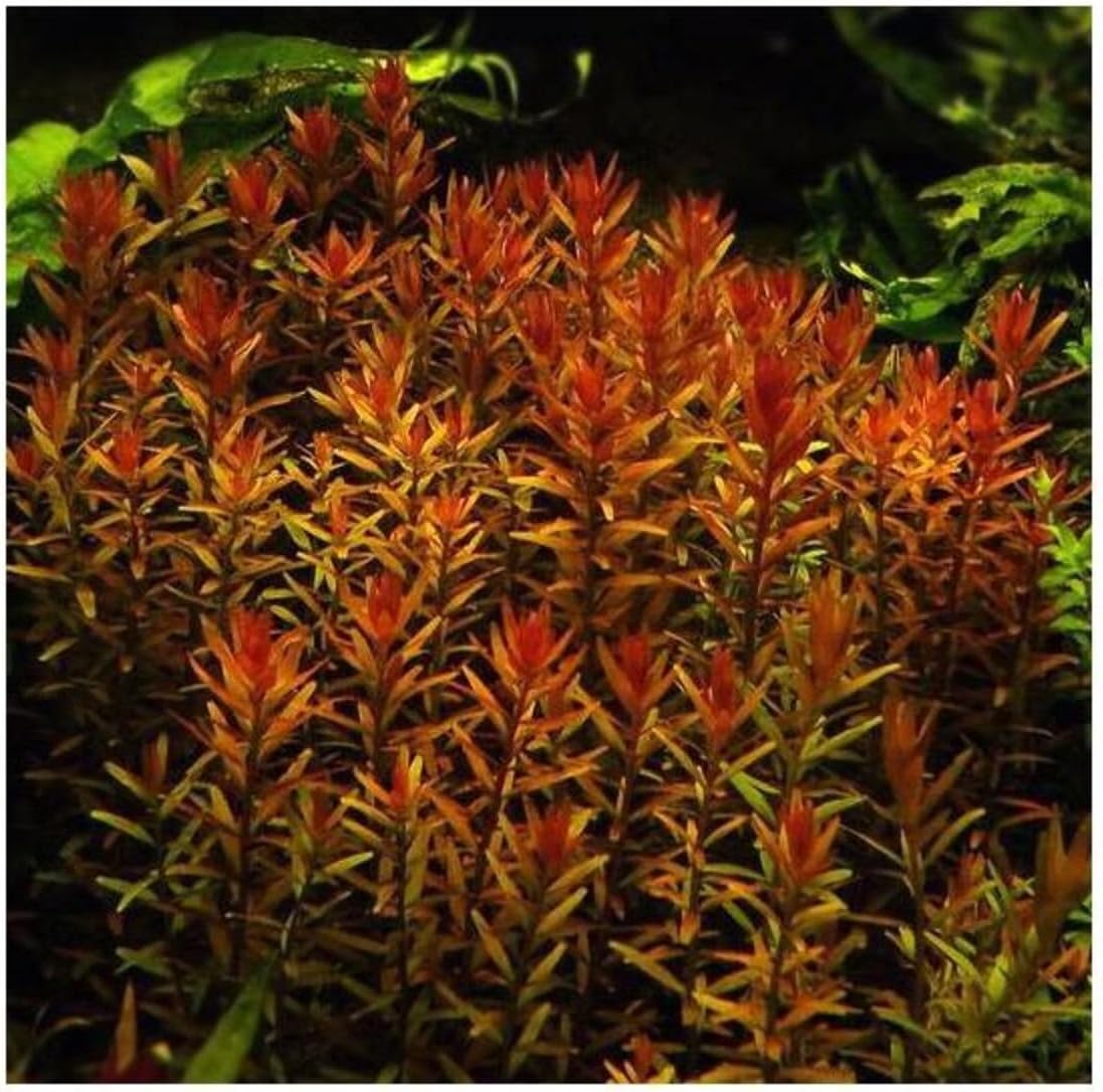 Alternative view of Rotala Indica Saksı Canlı Bitki TR-B105