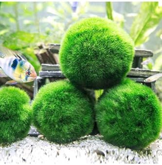 Alternative view of Marimo Ball 3-4cm Canlı Bitki 50 Adet