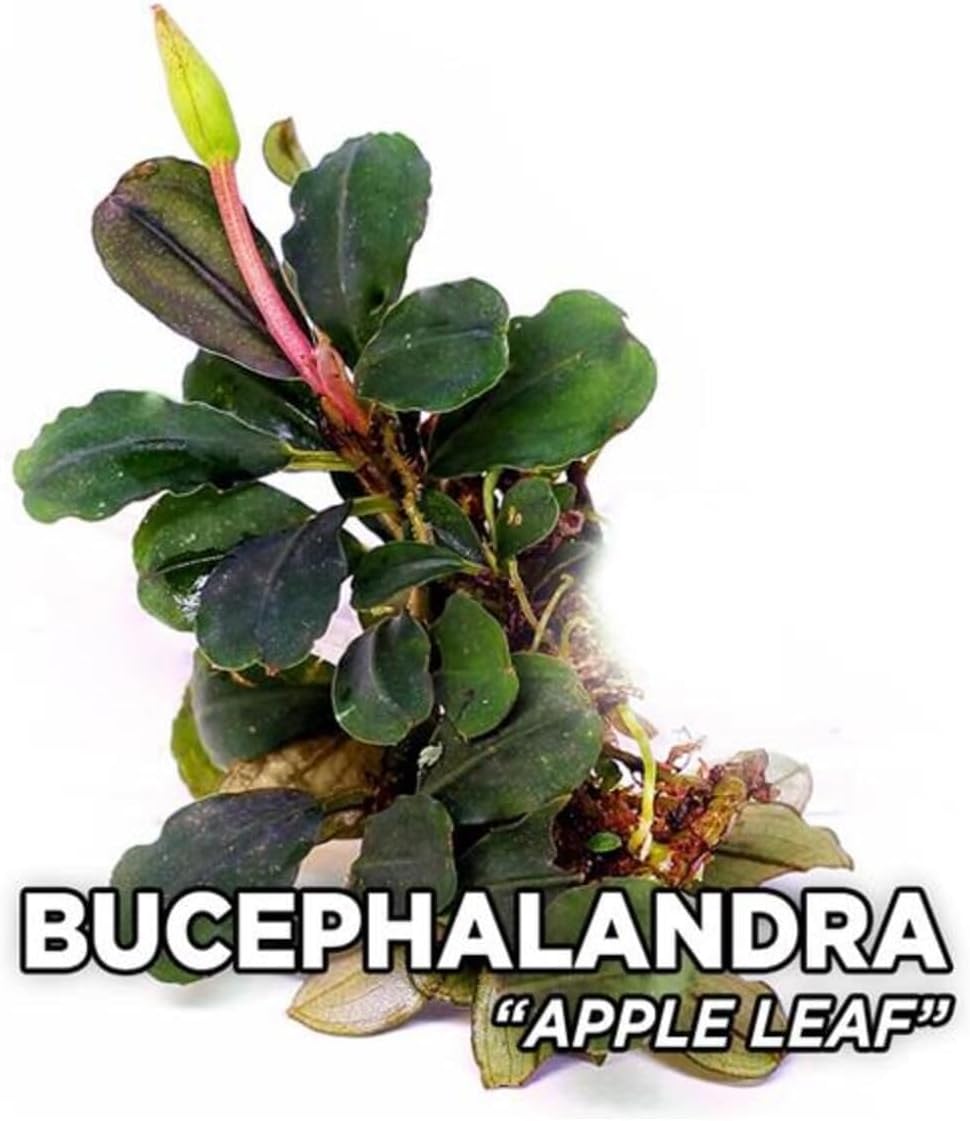 Bucephalandra Leaf Saksı Canlı Bitki