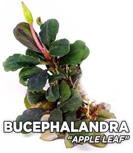 Alternative view of Bucephalandra Leaf Saksı Canlı Bitki