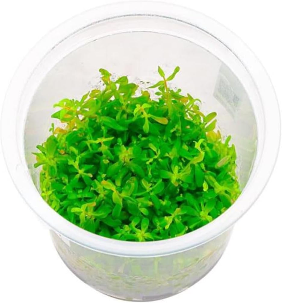 Rotala Ceylon In Canlı Bitki