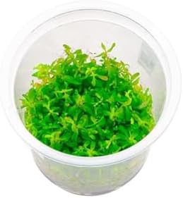 Alternative view of Rotala Ceylon In Canlı Bitki