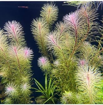 Alternative view of Rotala Bossi Saksı Canlı Bitki