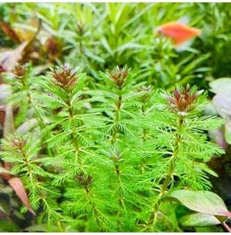 Myriophyllum Proserpinacoides Saksı Canlı Bitki TR-949148