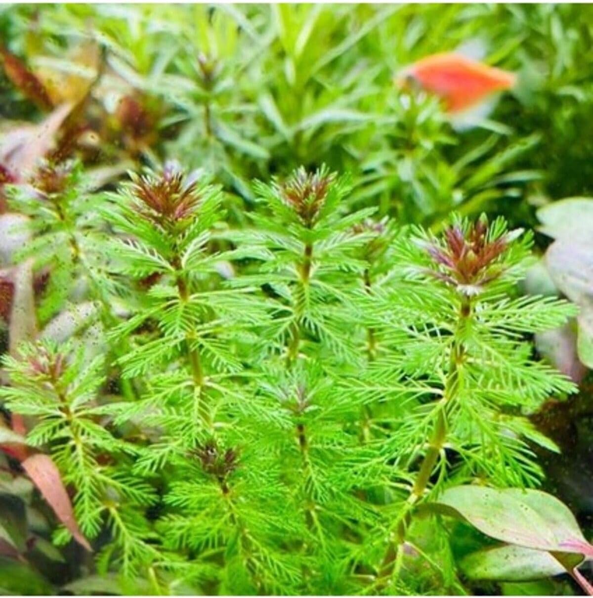 Alternative view of Myriophyllum Proserpinacoides Saksı Canlı Bitki TR-949148