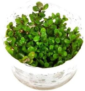 Rotala Sp Bonsai Saksı Canlı Bitki