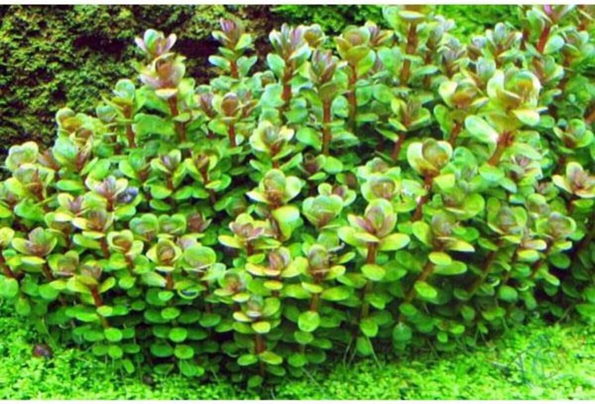 Alternative view of Rotala Sp Bonsai Saksı Canlı Bitki