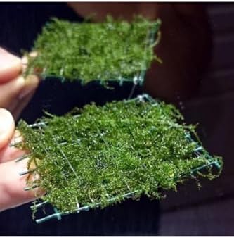 Alternative view of Bubble Cup Canlı Bitki