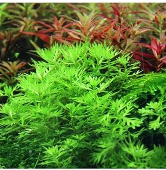 Hottonia Palustris In Canlı Bitki