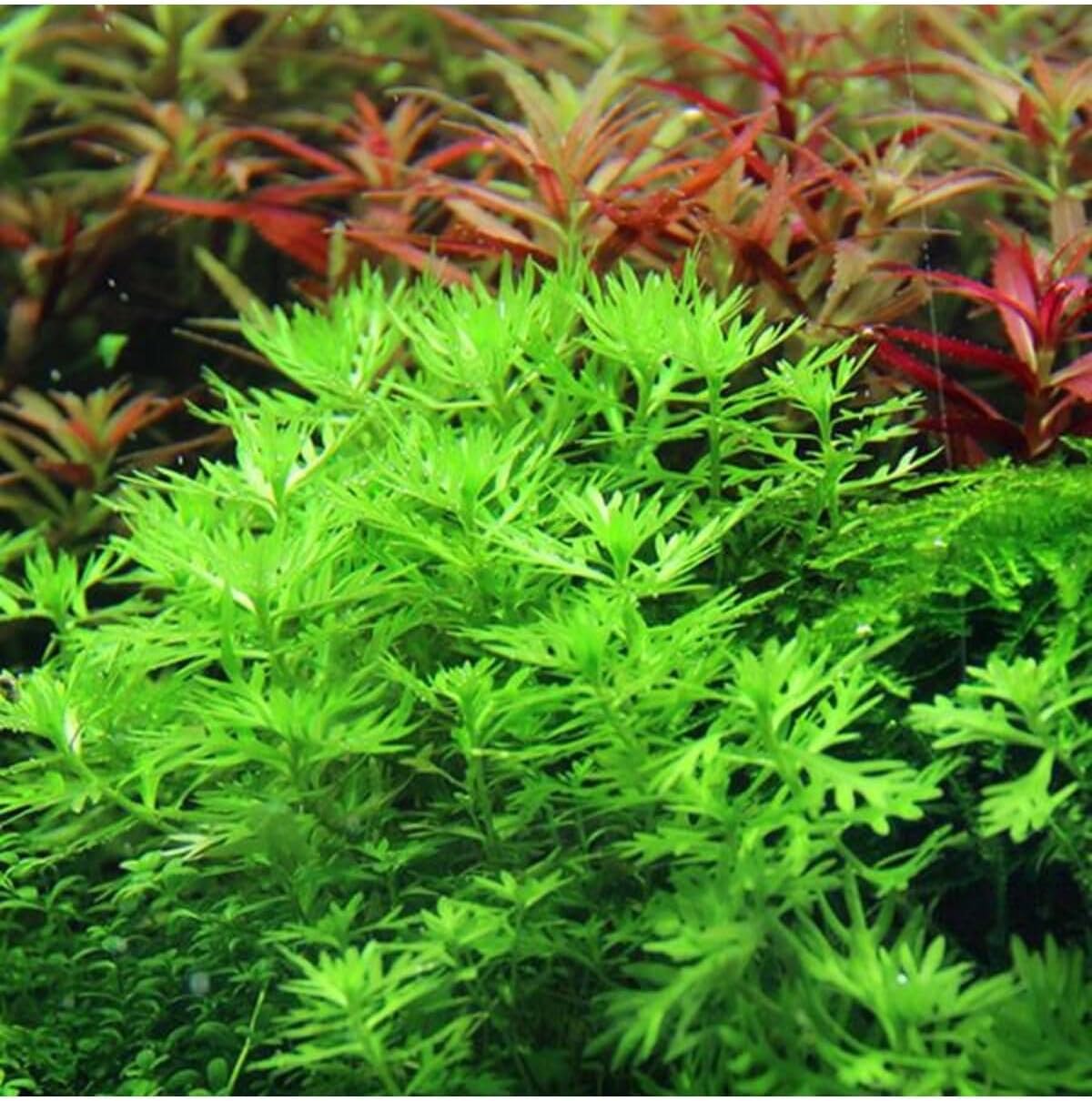 Alternative view of Hottonia Palustris In Canlı Bitki