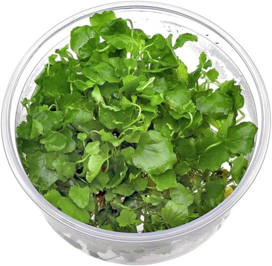 Cardamine Lyrata In Canlı Bitki