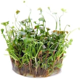Marsilea Hirsuta In Canlı Bitki