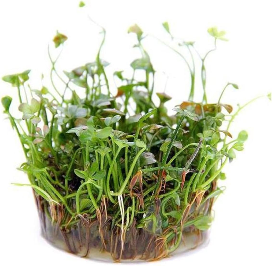 Alternative view of Marsilea Hirsuta In Canlı Bitki