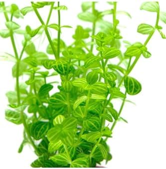 Alternative view of Lindernia Rotundifolia In Canlı Bitki
