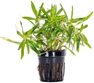 Pogostemon Stellatus Broad Leaf Saksı Canlı Bitki