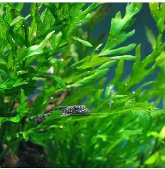 Bolbitis Heudelotii Var Difformis Saksı Canlı Bitki