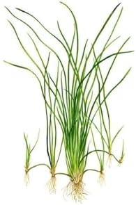 Alternative view of Vallisneria Nana 'saz' Saksı Canlı Bitki