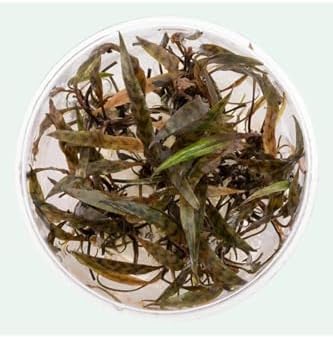 Alternative view of Cryptocoryne Nurii In Canlı Bitki